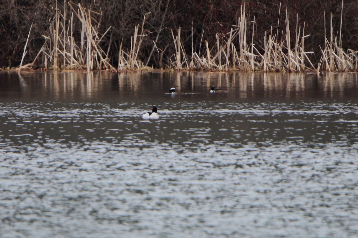 Hooded Merganser - ML214906611