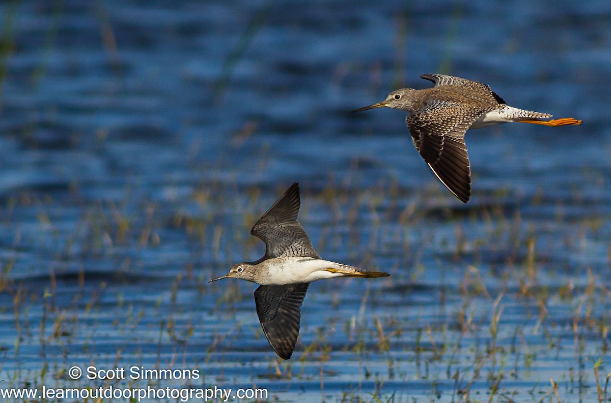 Lesser Yellowlegs - ML21490811