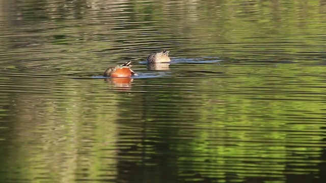 Cinnamon Teal - ML214908181