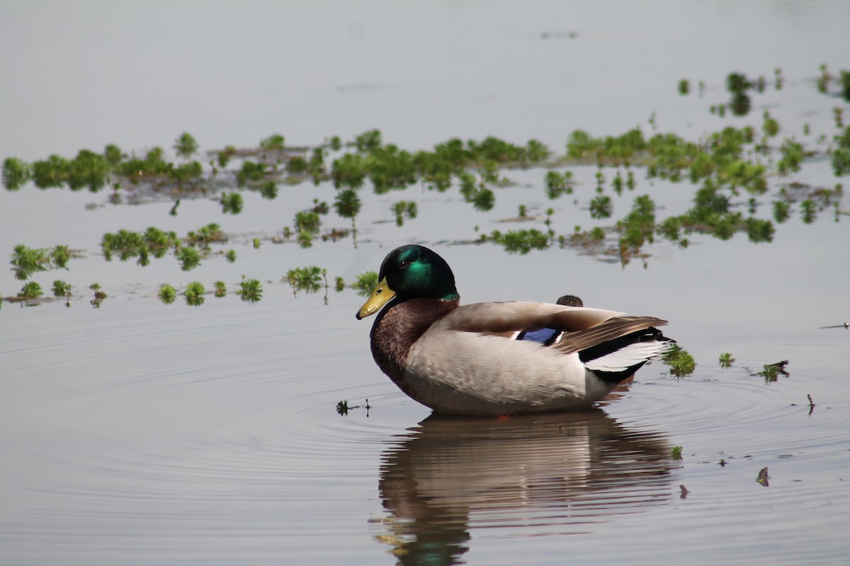 Mallard - ML214908641