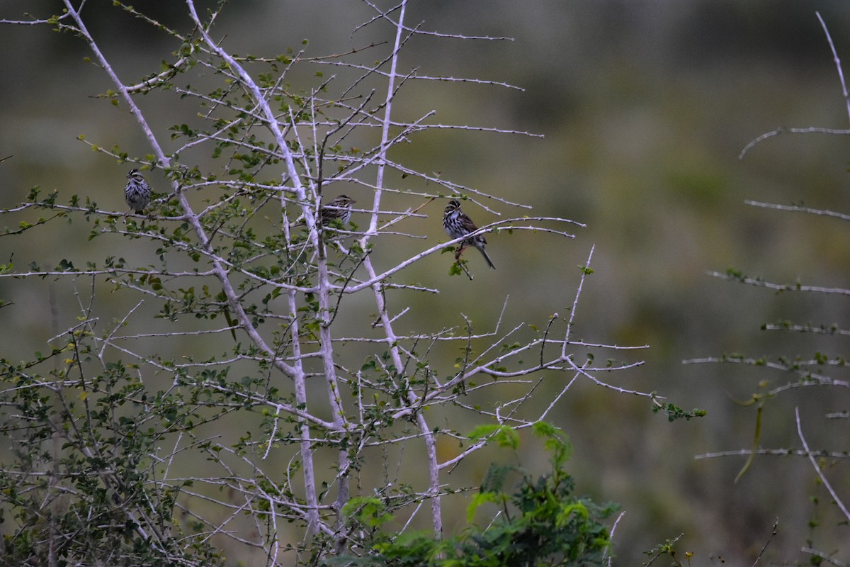 Savannah Sparrow - ML214909011