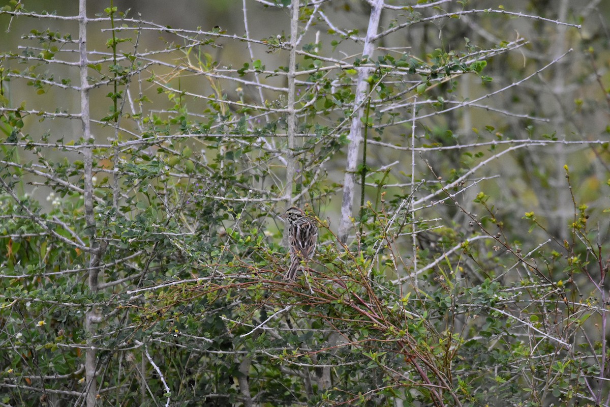 Savannah Sparrow - ML214909021