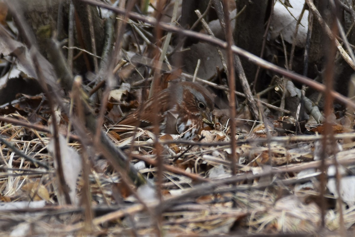 Fox Sparrow - ML214910051