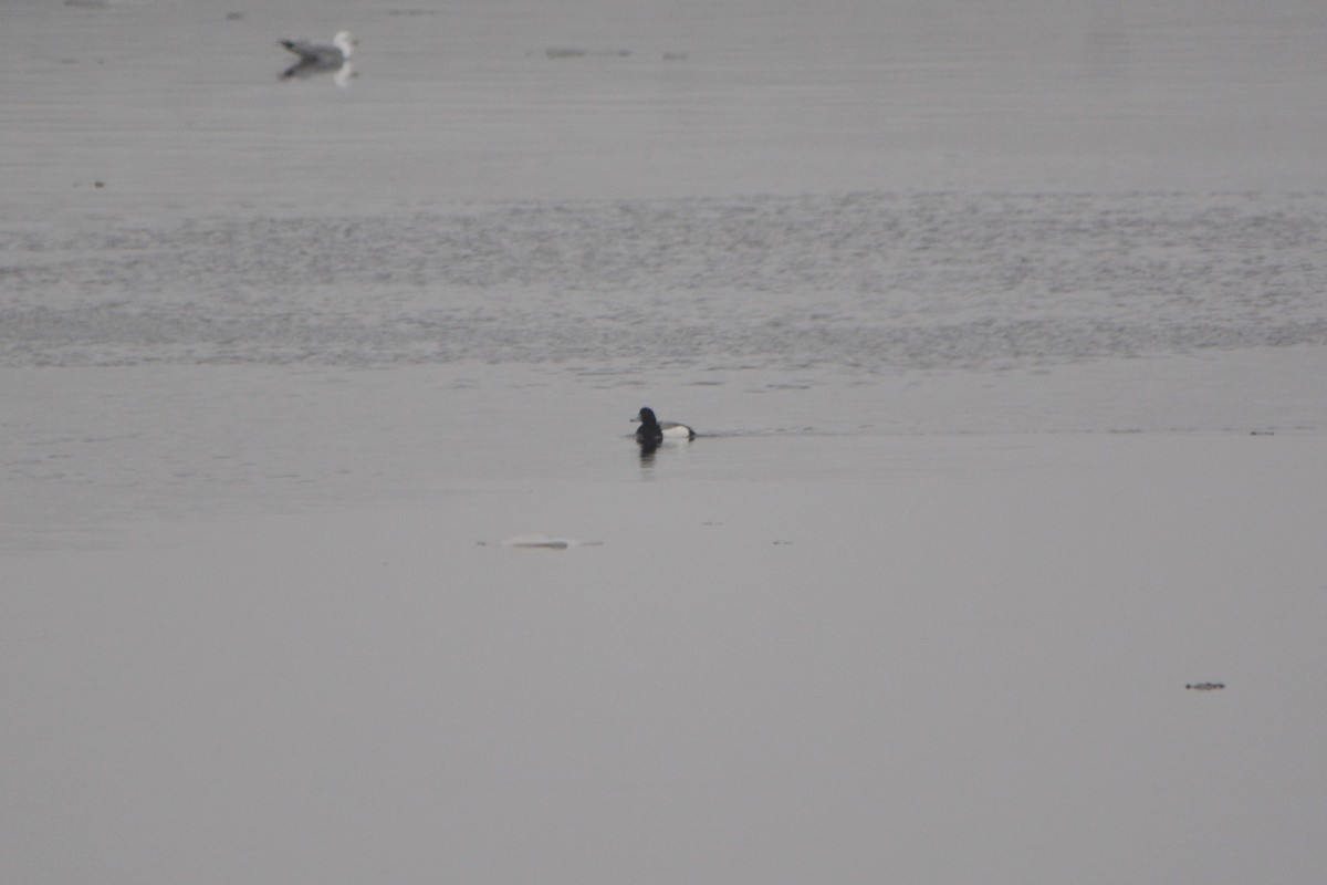 Greater Scaup - ML214911161