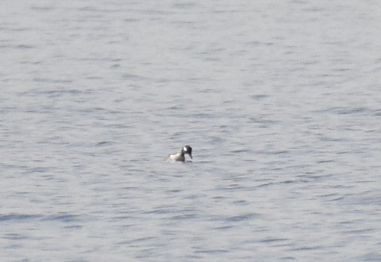 Bufflehead - ML214912251