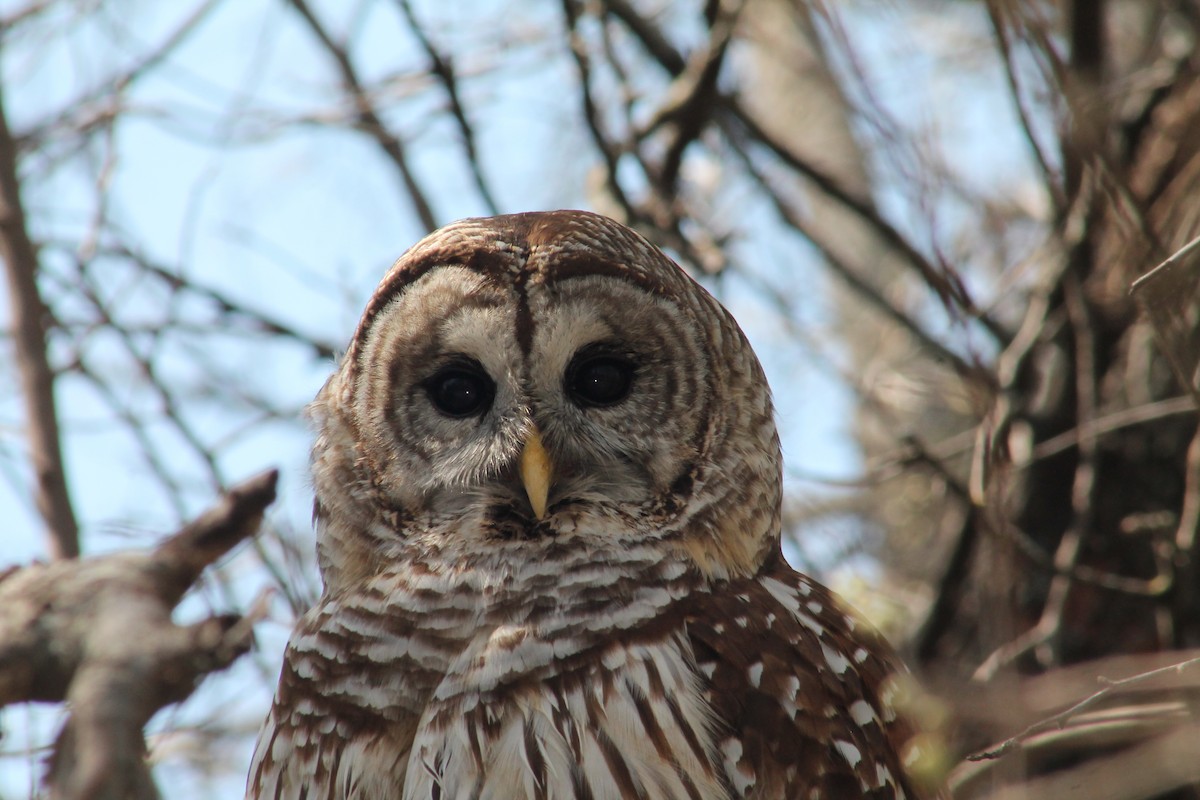 Barred Owl - ML214912261