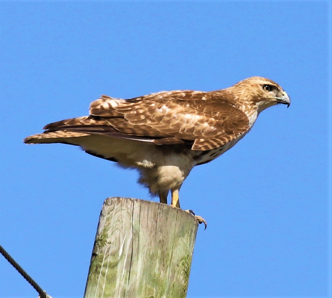 Red-tailed Hawk - ML214914081