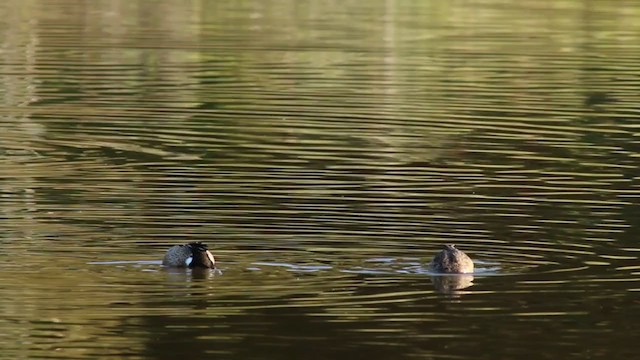 Blue-winged Teal - ML214914241