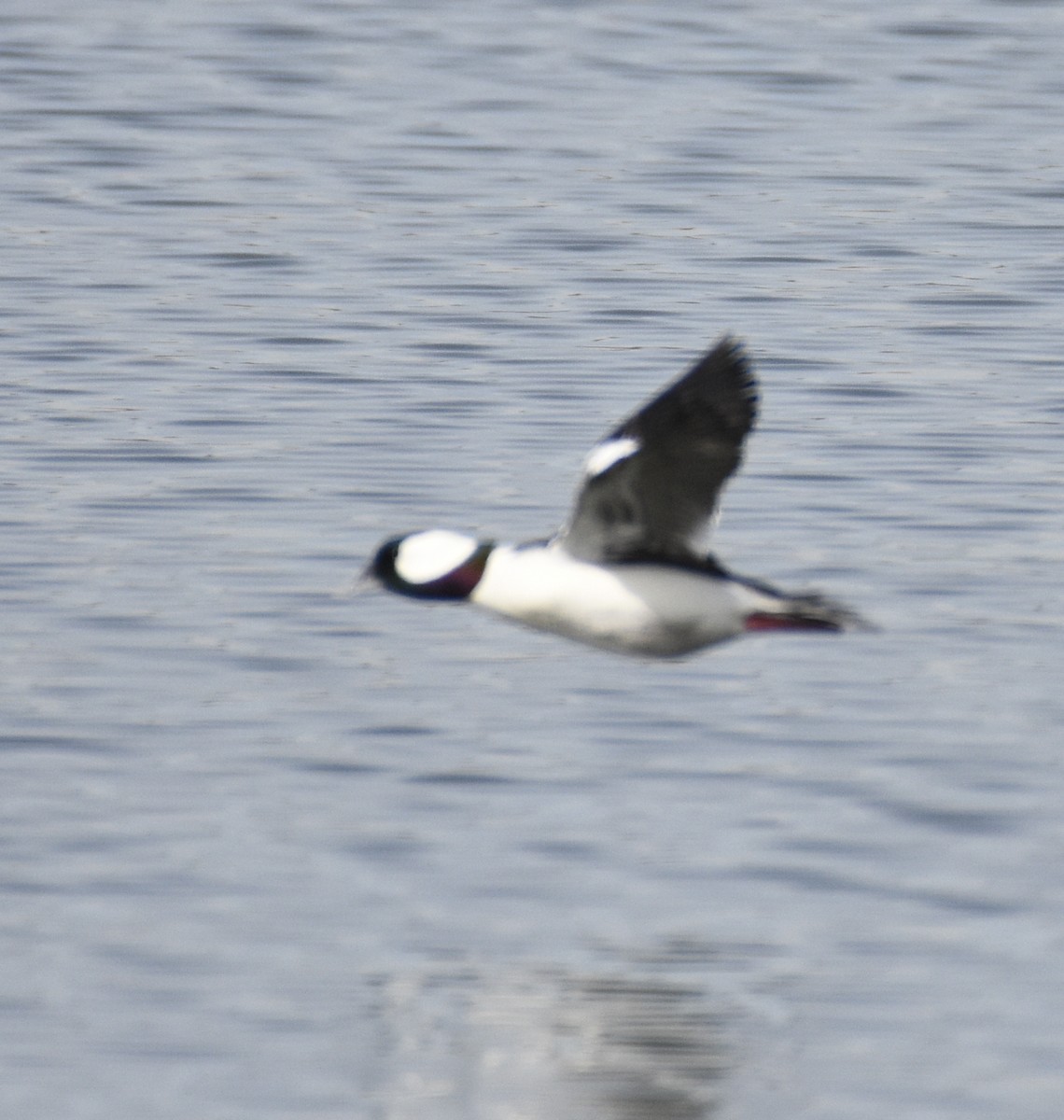 Bufflehead - ML214915211