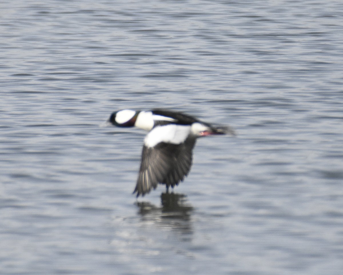 Bufflehead - ML214915231