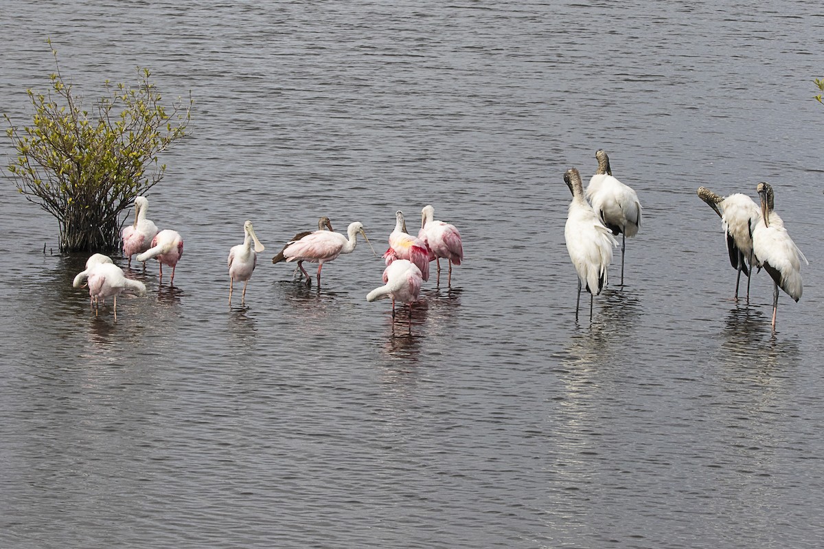 Roseate Spoonbill - ML214915241