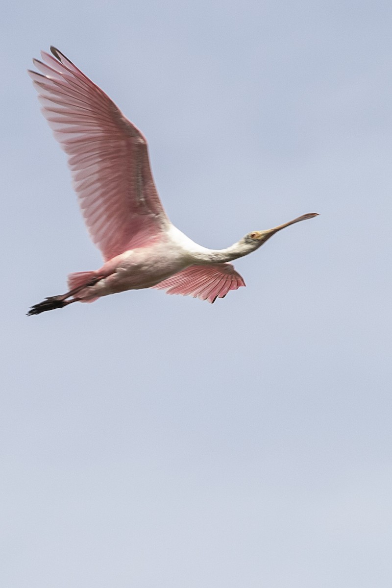 Roseate Spoonbill - ML214915361