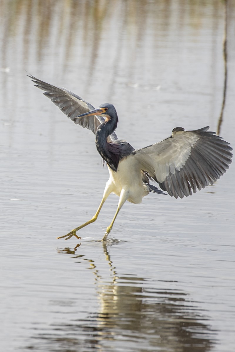 Tricolored Heron - Paul Thomas