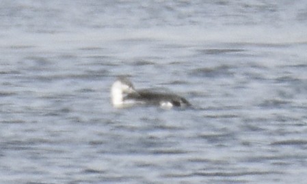 Red-throated Loon - ML214916481
