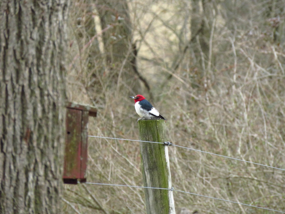 Red-headed Woodpecker - ML214919711