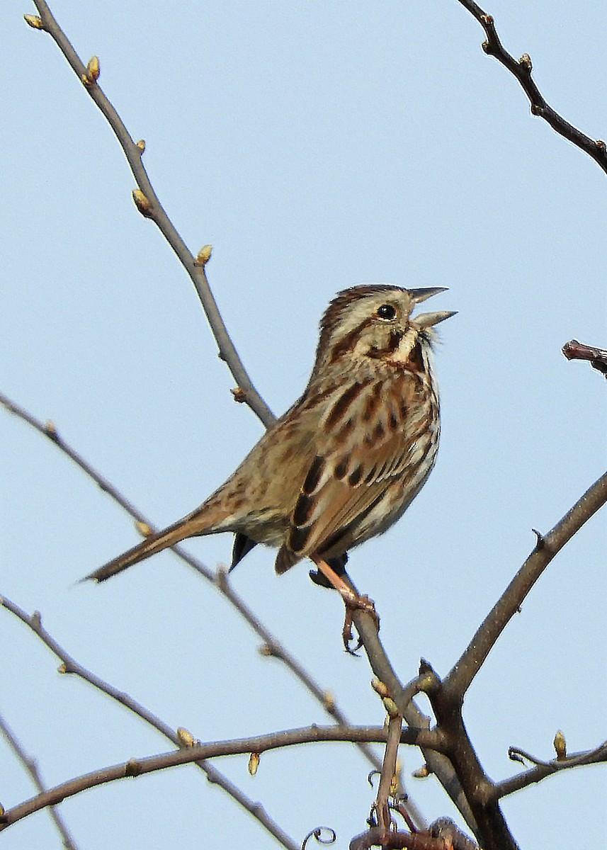 Song Sparrow - ML214919791