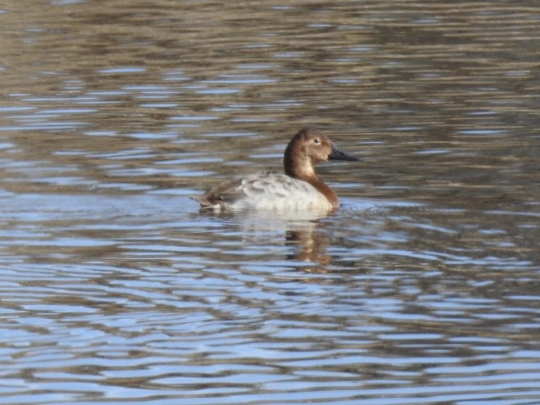 Canvasback - Kent Kleman