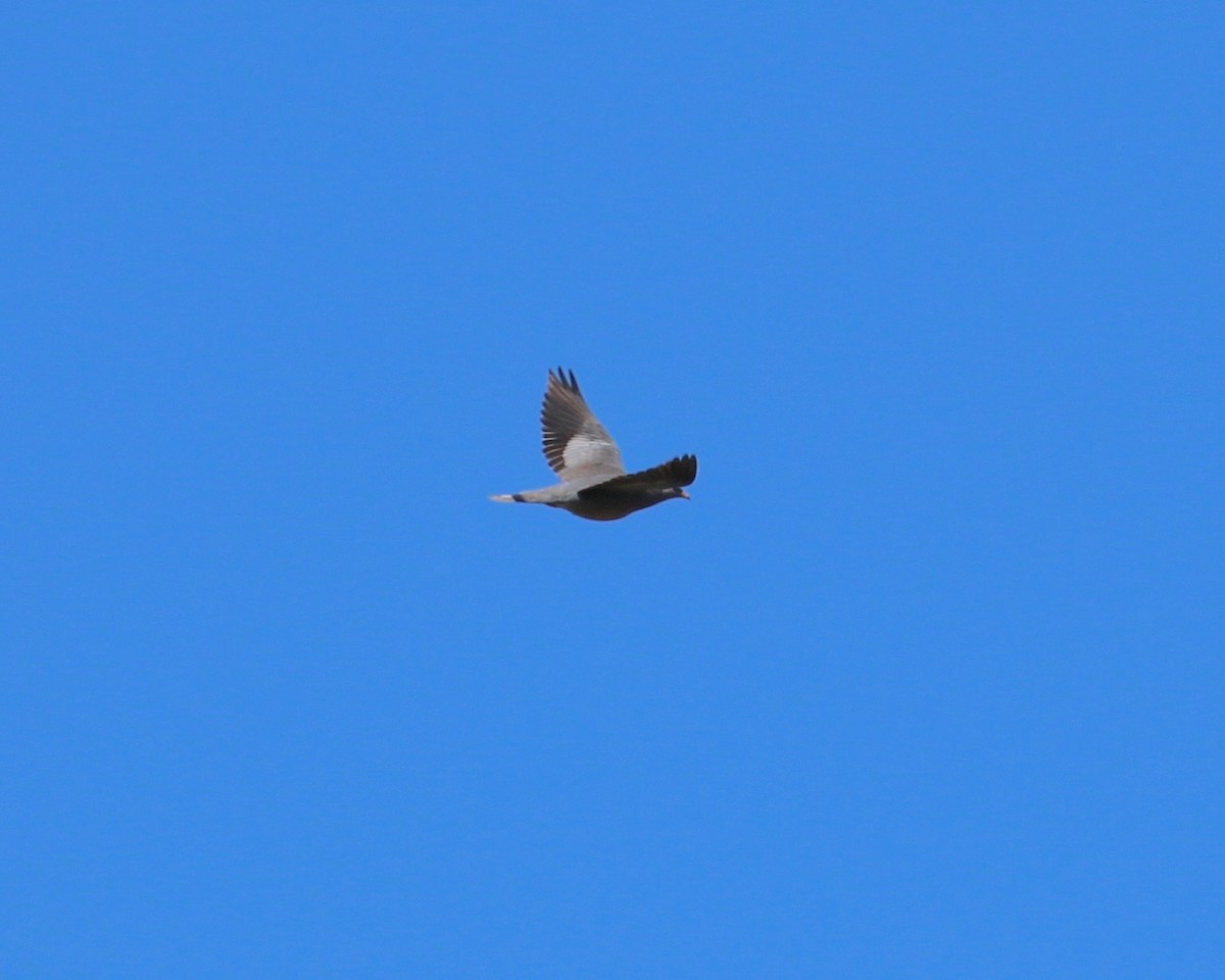 Полосатохвостый голубь - ML214920681