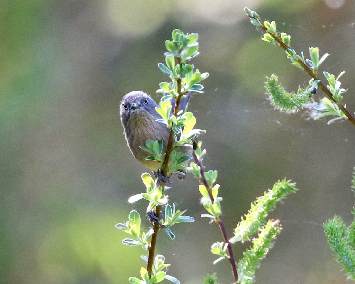 Wrentit - Terence Degan