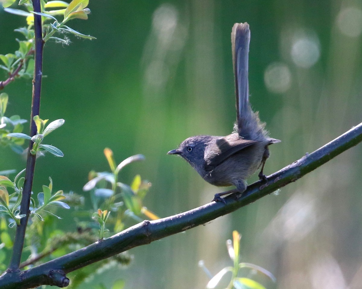 Wrentit - ML214920831