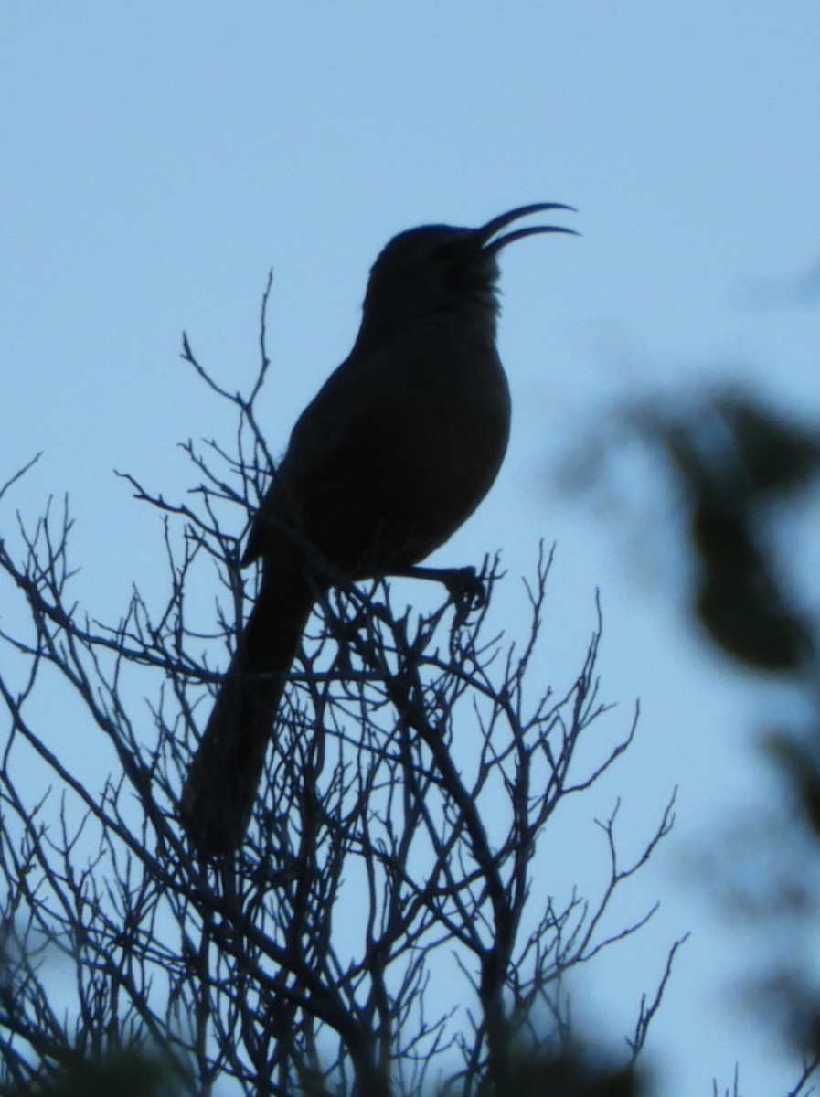 California Thrasher - Ken Schneider