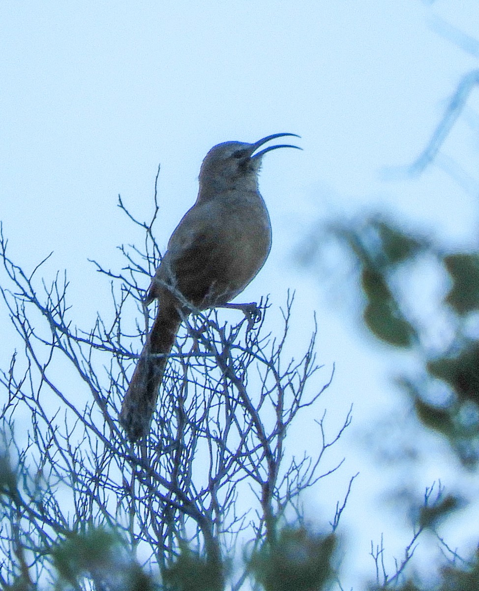 California Thrasher - ML214921651