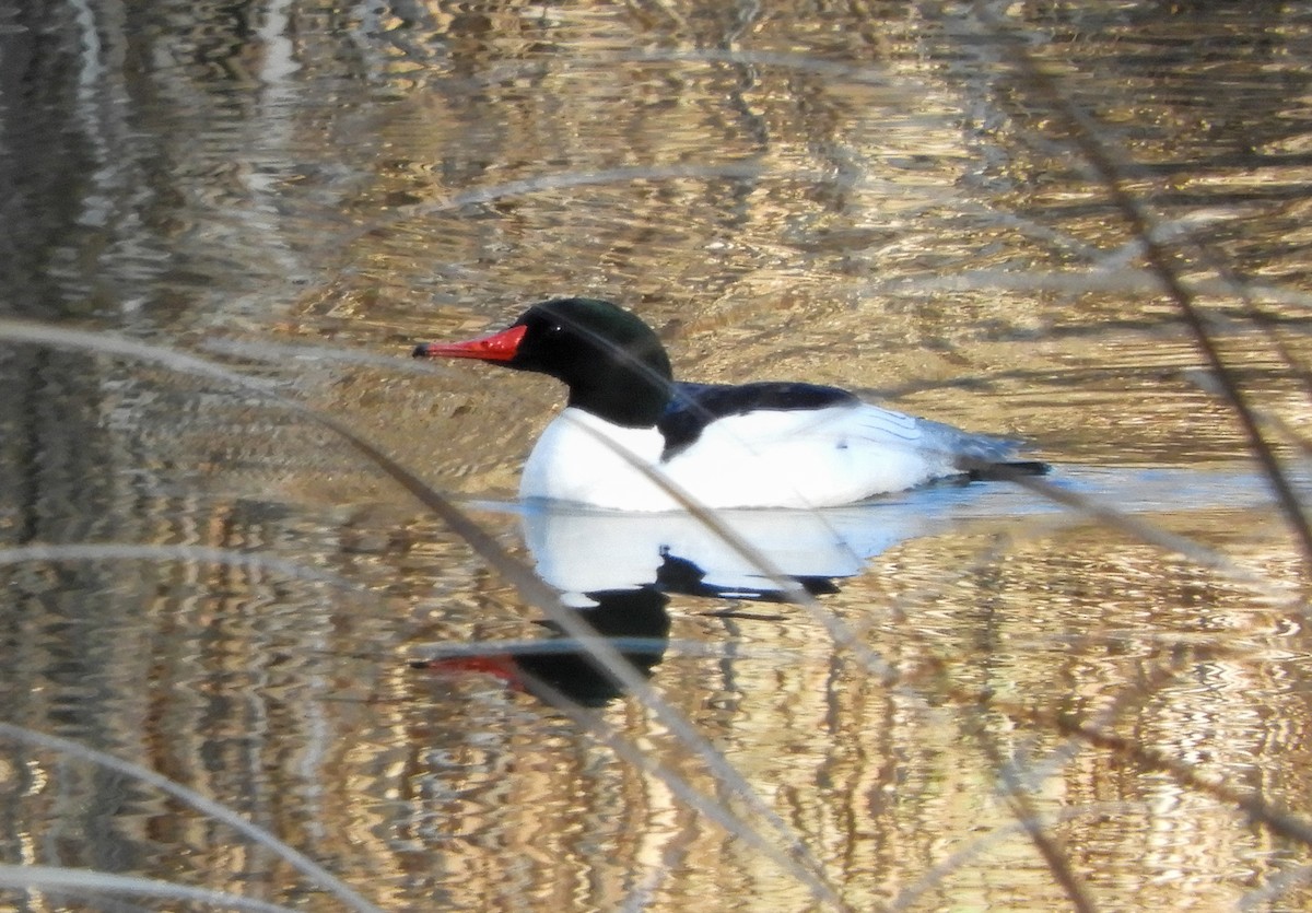 Common Merganser - ML214921831