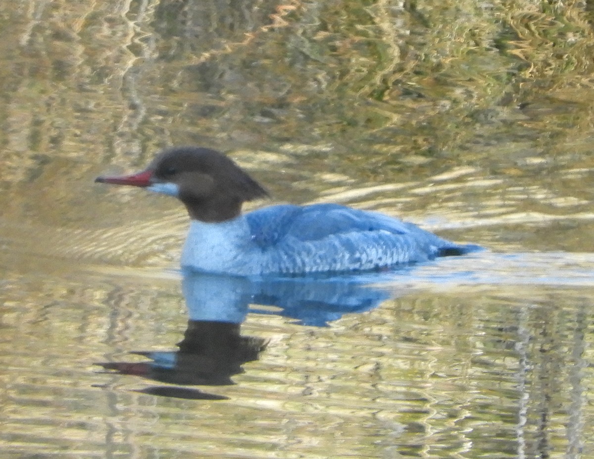 Common Merganser - ML214921871