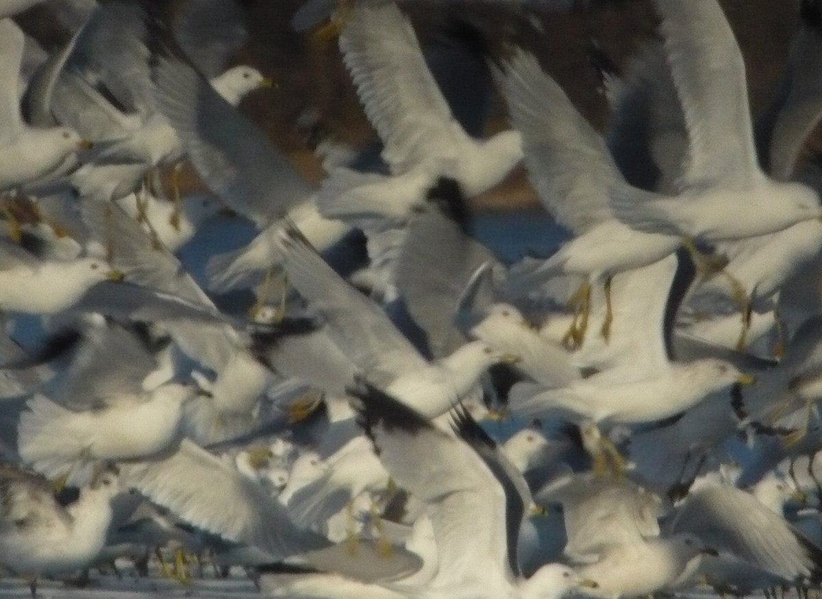 Short-billed Gull - ML214921931