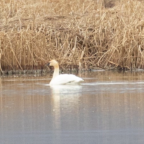 Trumpeter Swan - John Hurley