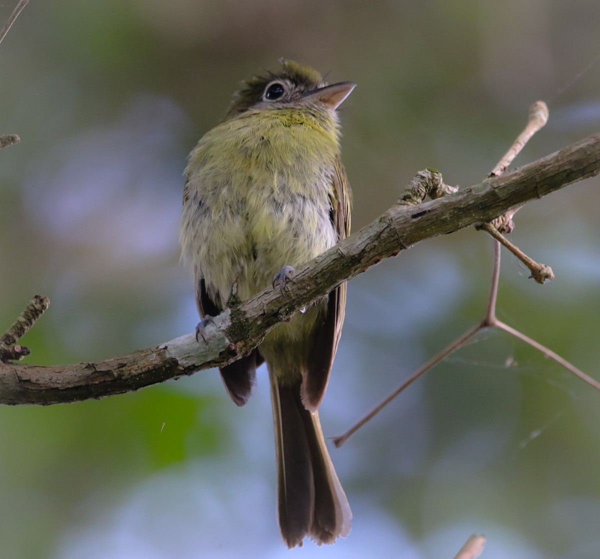 Eye-ringed Flatbill - Isaias Morataya