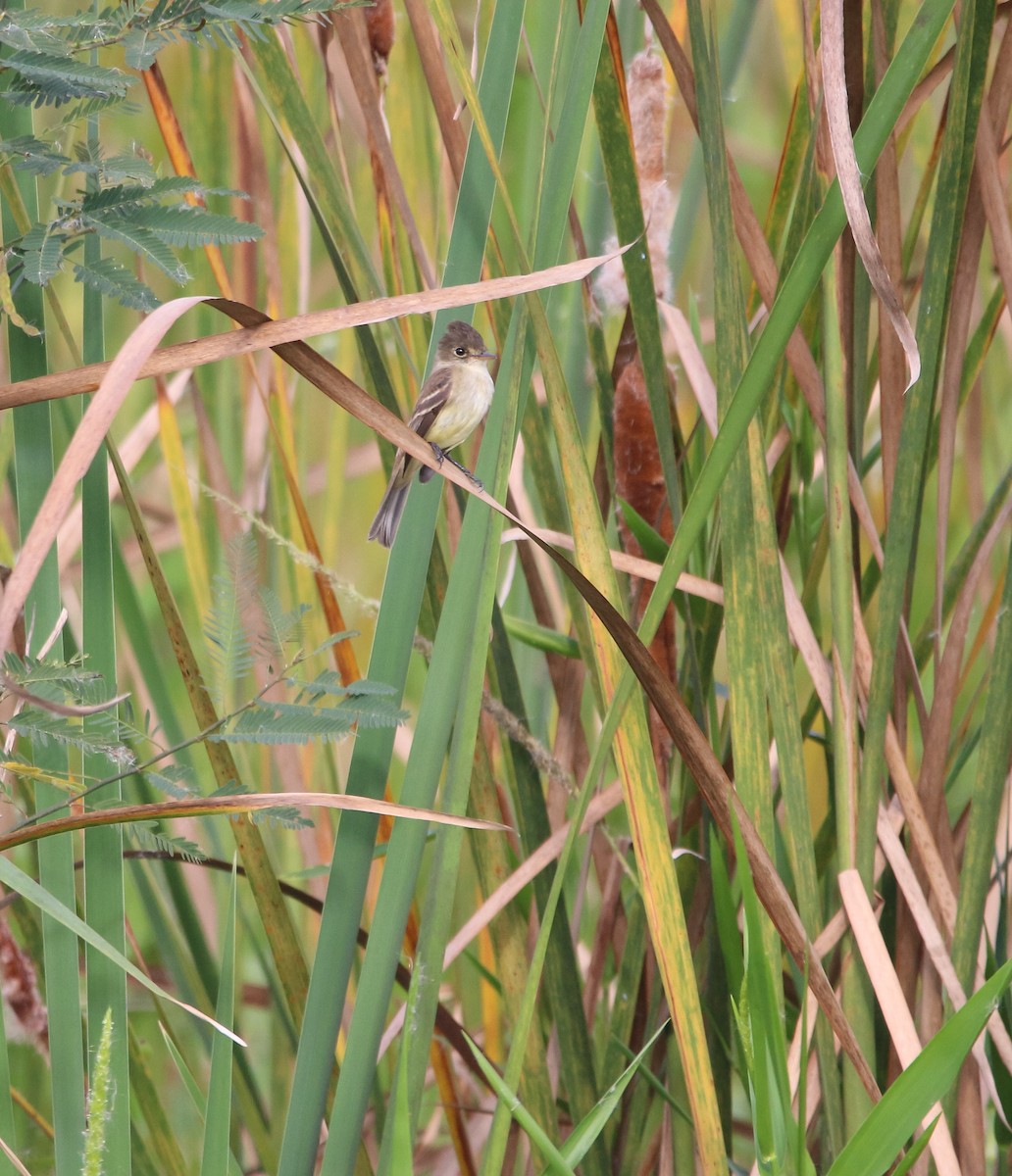 White-throated Flycatcher - ML214924221
