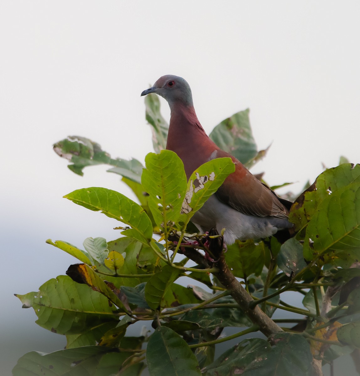 Pale-vented Pigeon - ML214924521