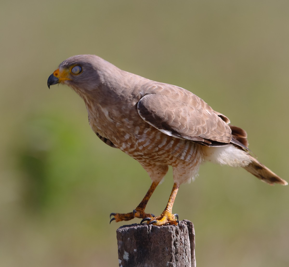 Roadside Hawk - ML214924621
