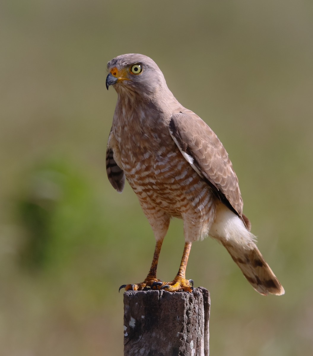 Roadside Hawk - ML214924641