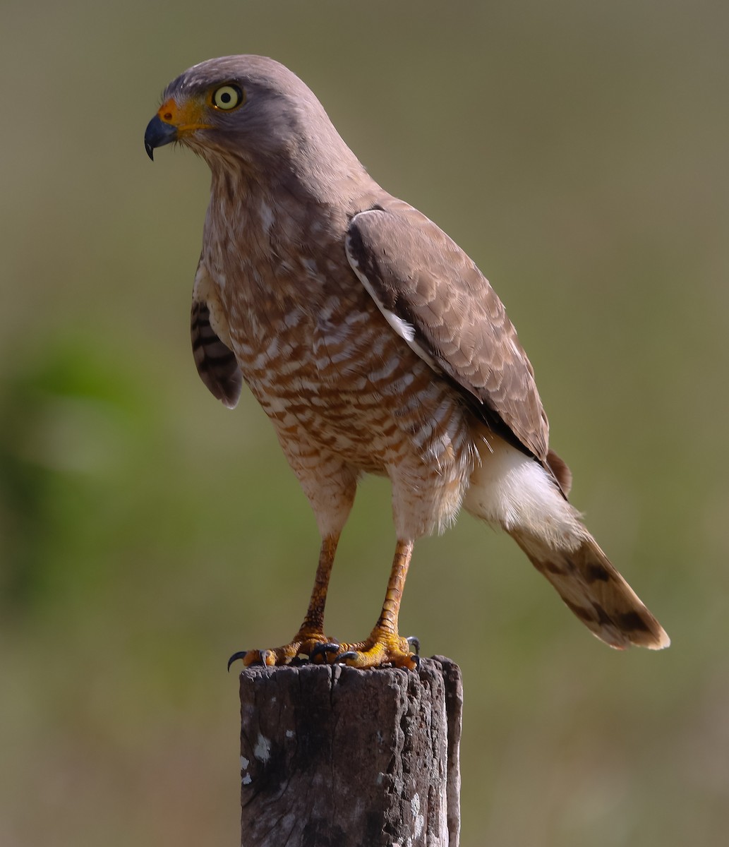 Roadside Hawk - ML214924691