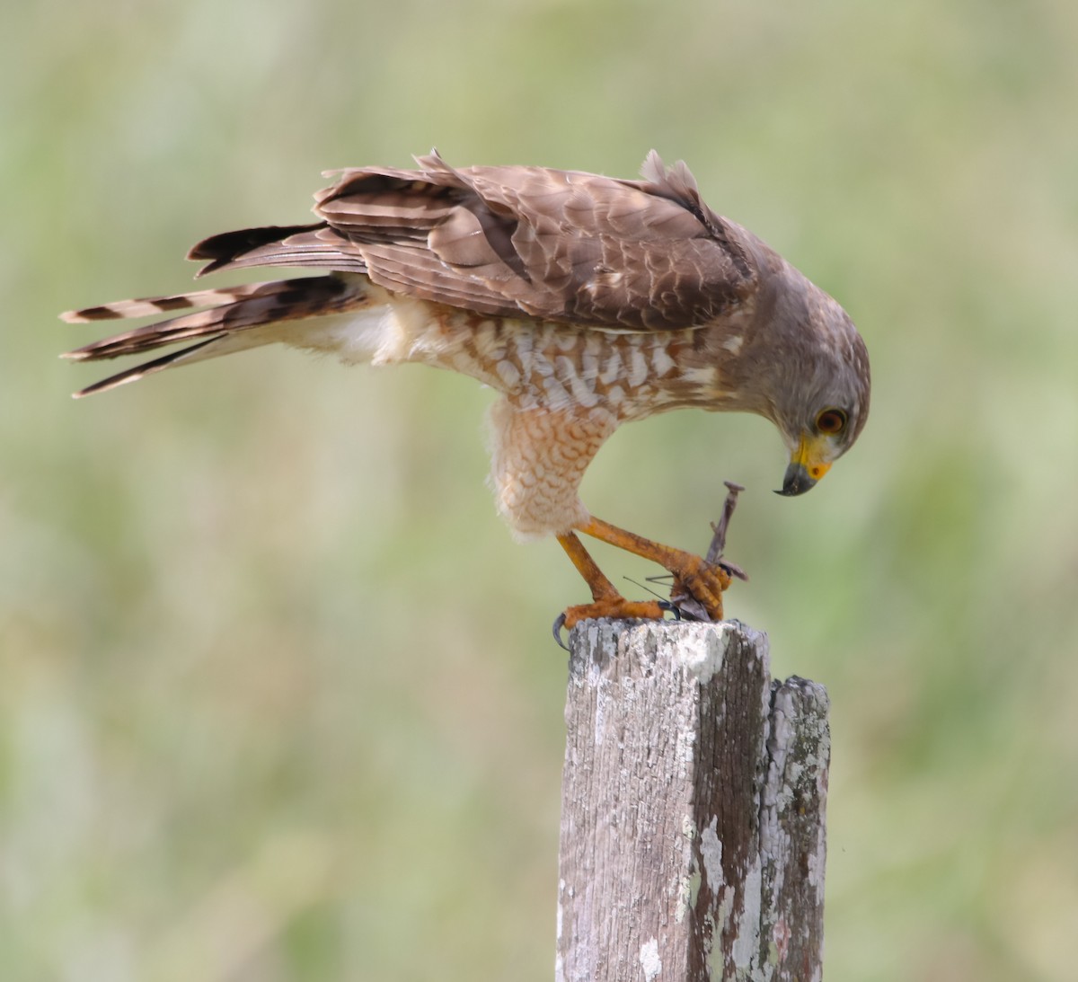 Roadside Hawk - ML214924741
