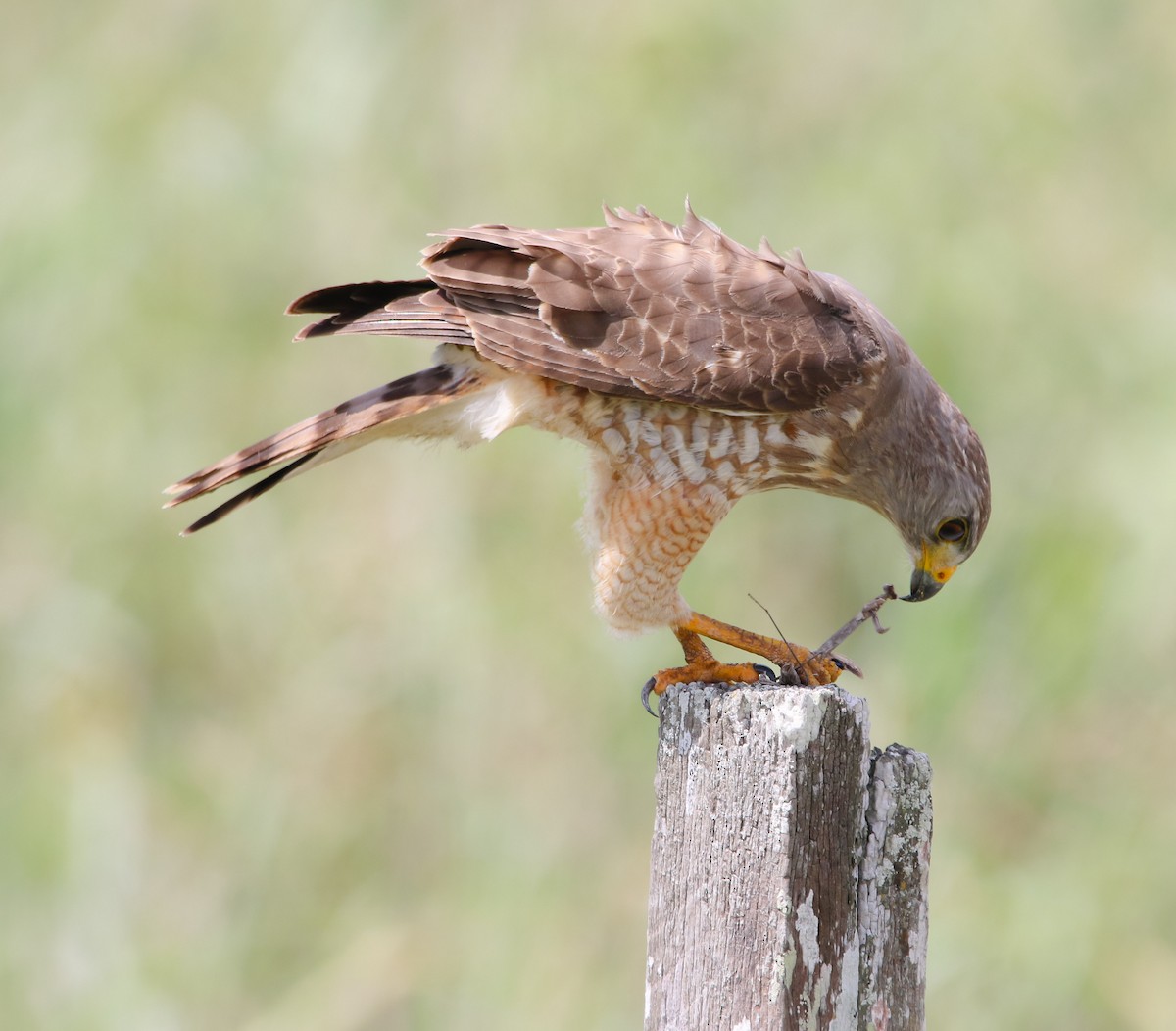 Roadside Hawk - ML214924771
