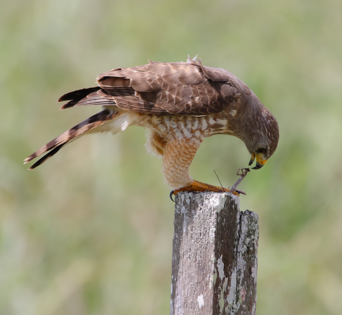 Roadside Hawk - ML214924791
