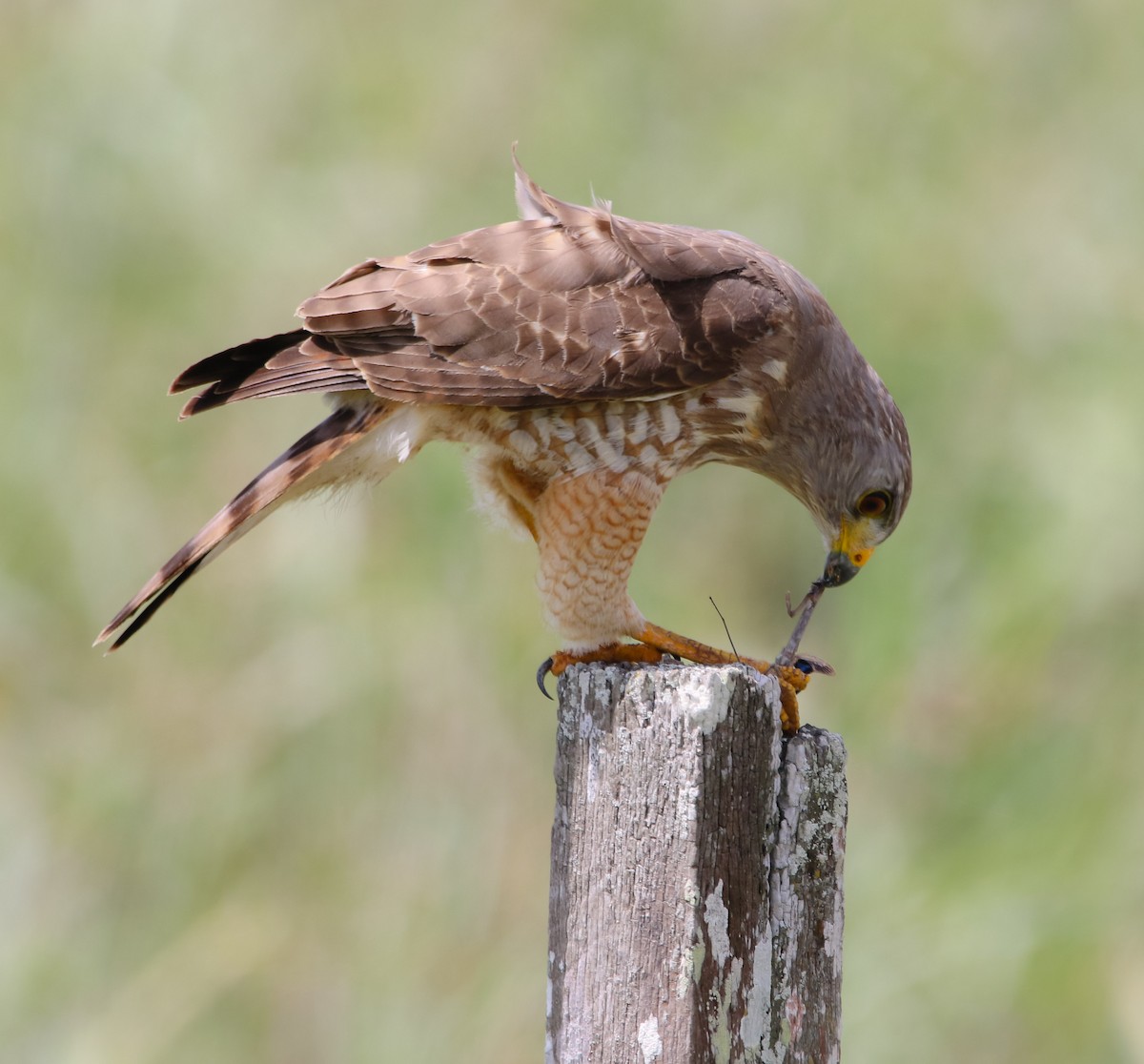 Roadside Hawk - ML214924841
