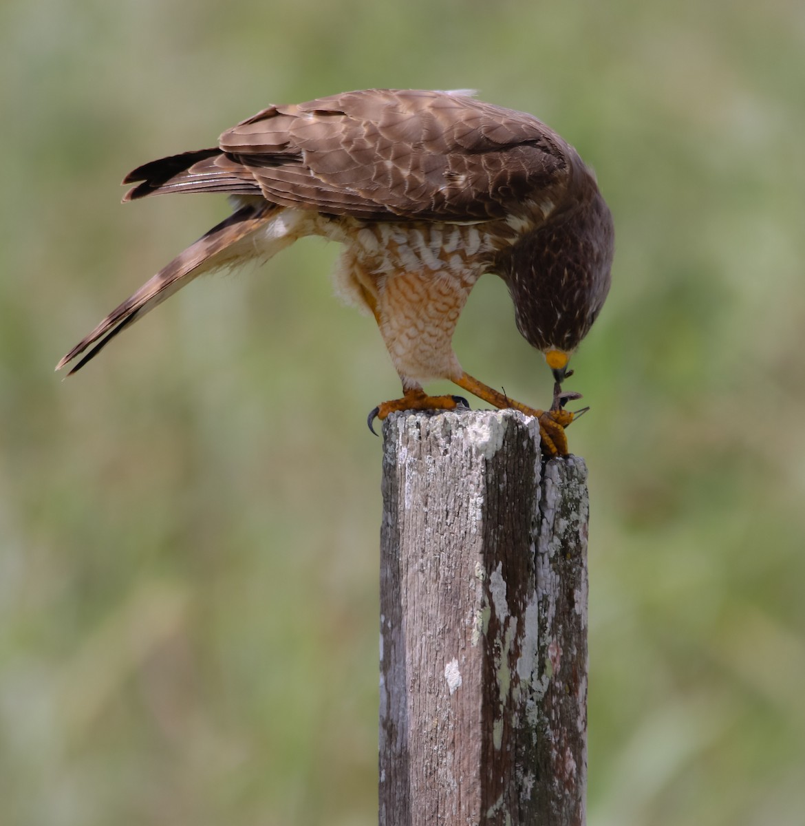 Roadside Hawk - ML214924941