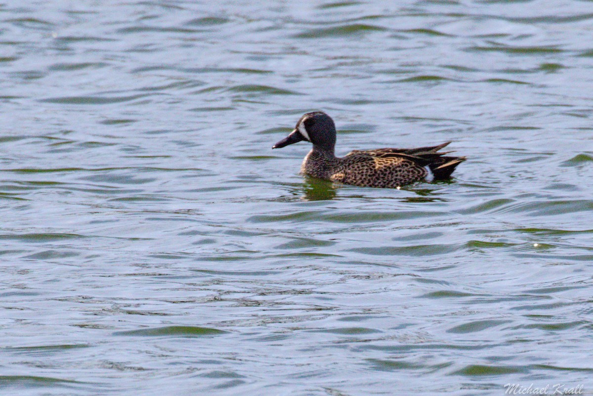 Blue-winged Teal - ML214924971