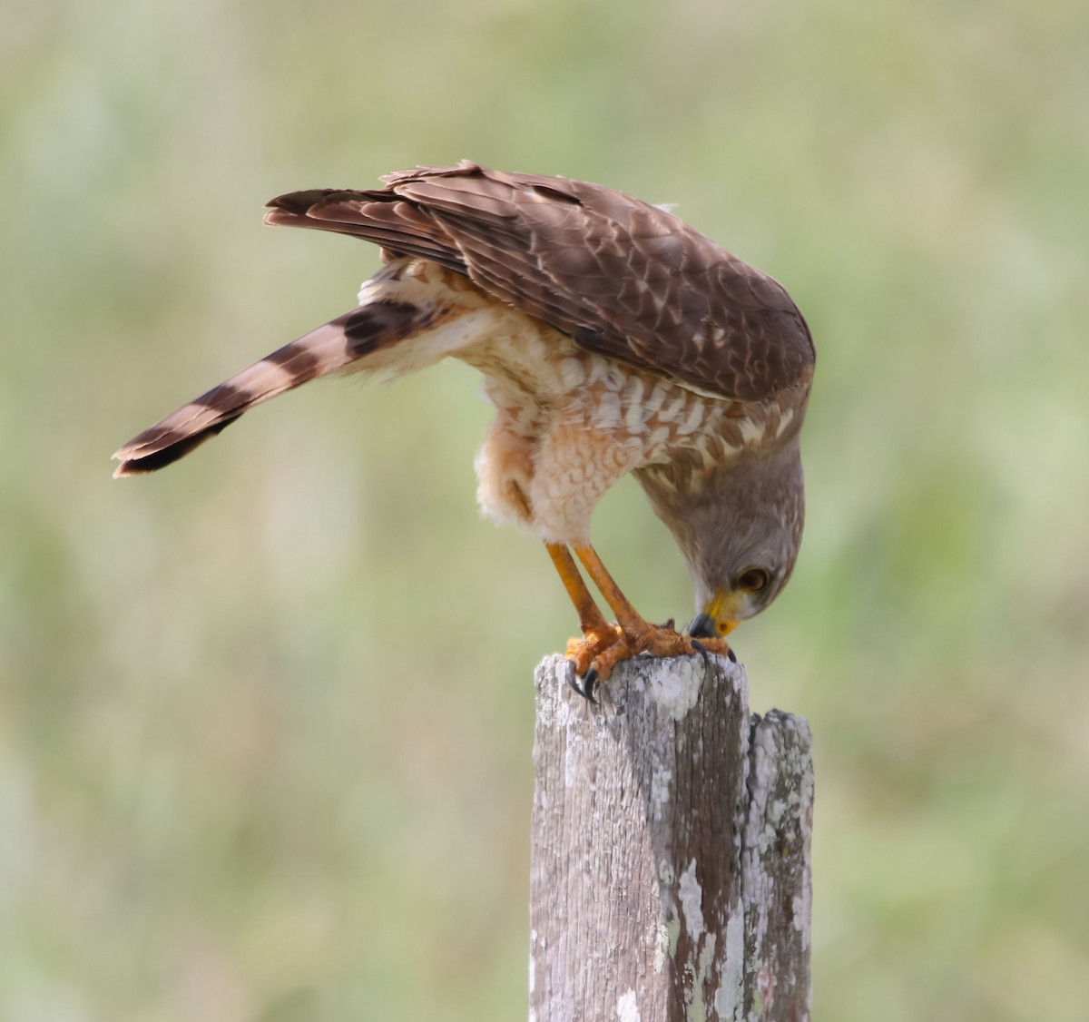 Roadside Hawk - ML214925031