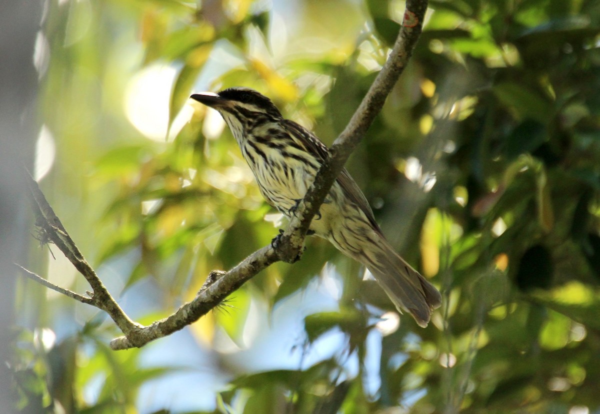 Streaked Flycatcher - ML21492621