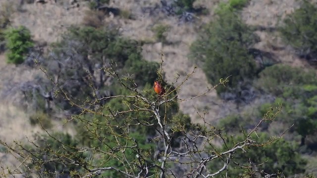 Chihuahuan Meadowlark - ML214926691