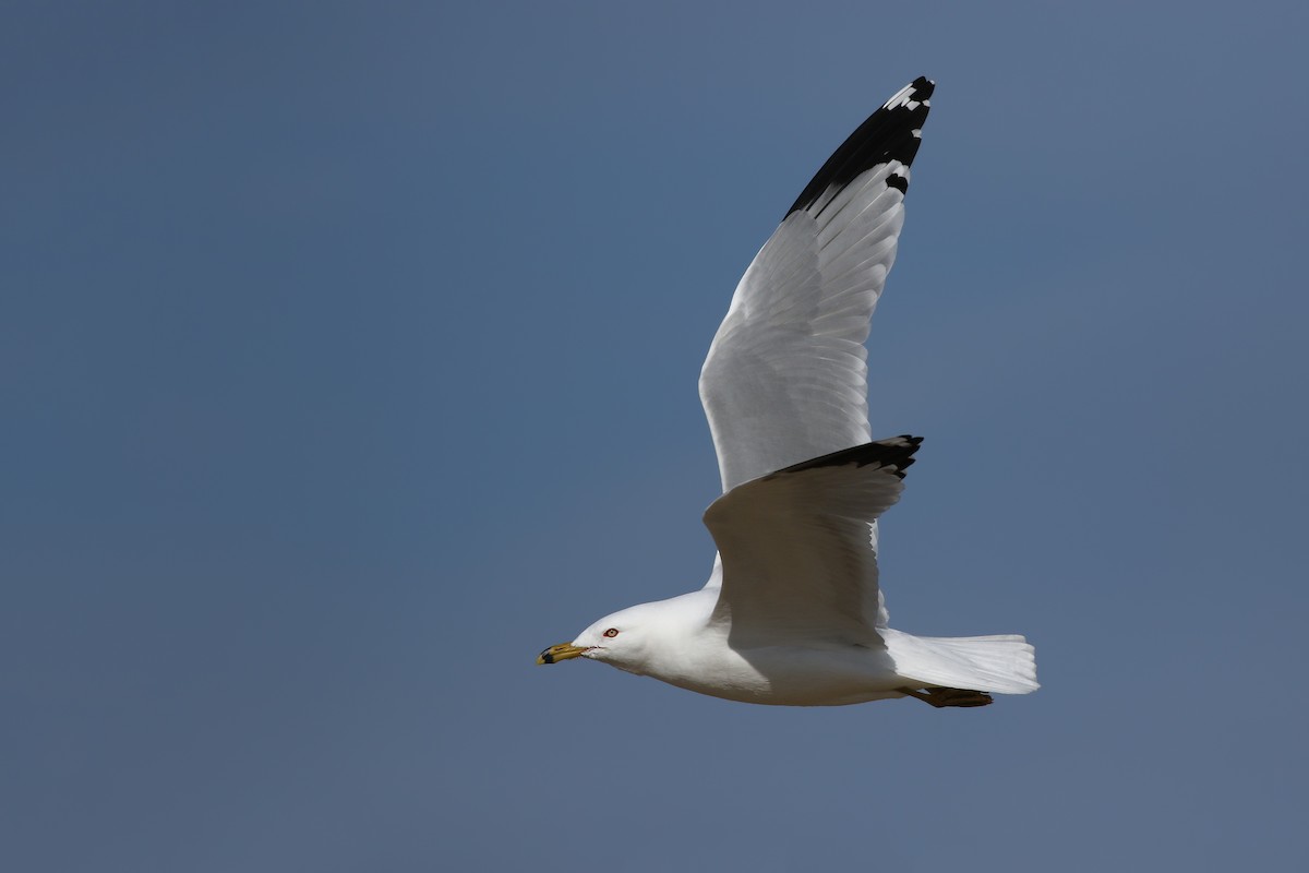 Ring-billed Gull - Jeff Ellerbusch