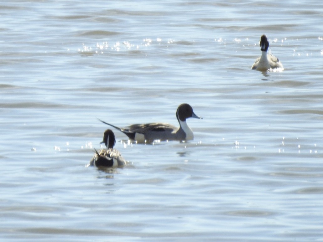 Canard pilet - ML214931461