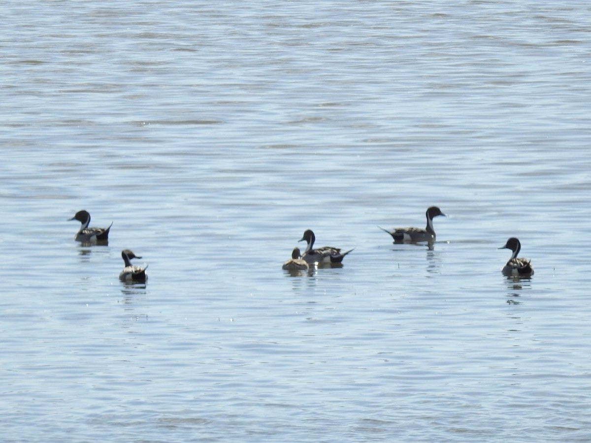 Canard pilet - ML214931471