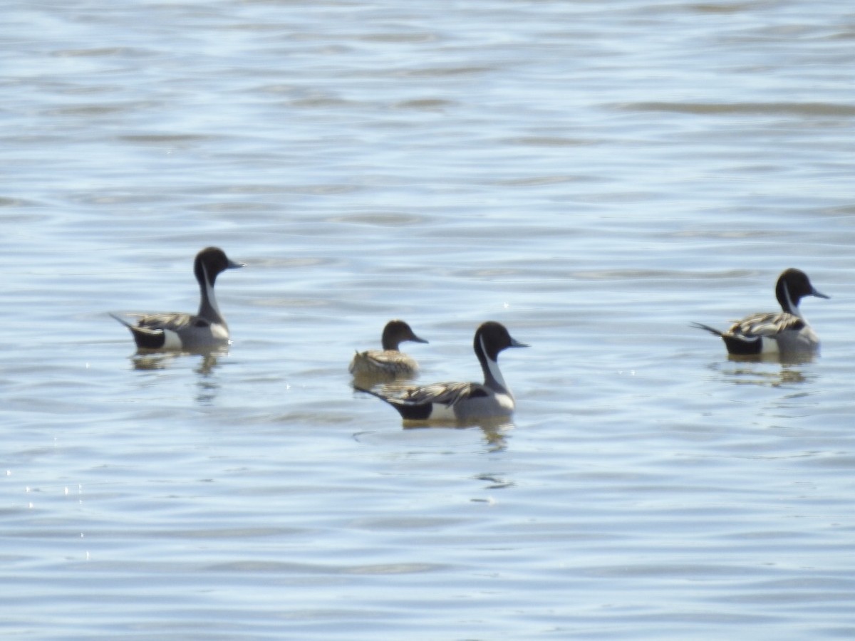 Canard pilet - ML214931491