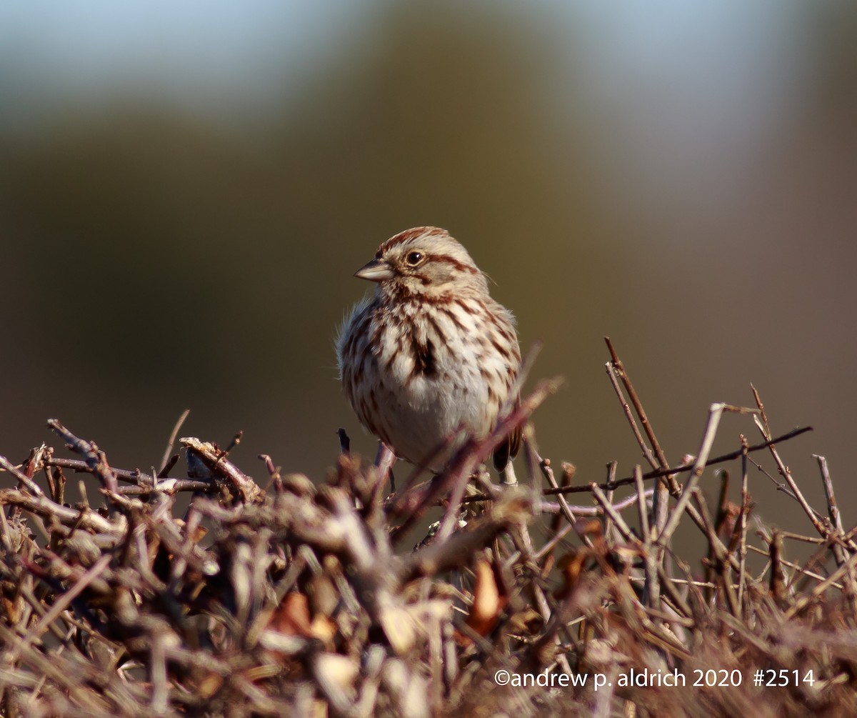 Song Sparrow - ML214931681